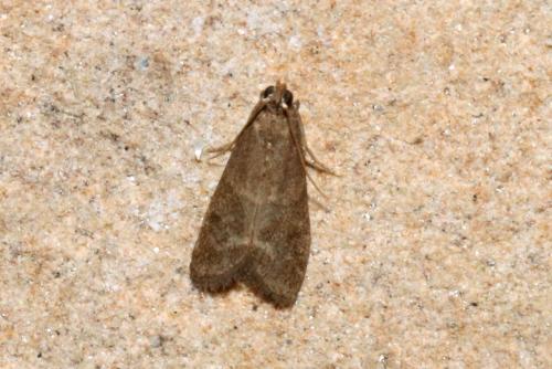 Réf. 214 360 : Phycitinae inconnu